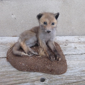 若いギツネ、キタキツネ、キツネ、キツネ、若いギツネ