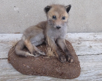 Young Fox, Red Fox, Vulpes Vulpes, Fox, Fox, Young Fox