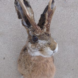 Wolpertinger / Jackelope / Elbtritsche