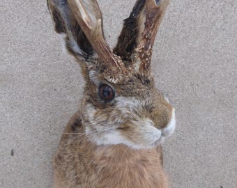 Wolpertinger / Jackelope / Elbtritsche