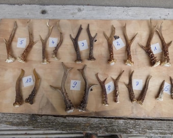 Roebuck, antlers, fitting rods, crafts, decoration, antlers, roe deer