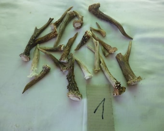 Roe deer, antlers, deer, crafts, decoration, antlers, roe deer, redstag