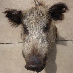 Wild boar head, boar's head, Sus scrofa, wild boar