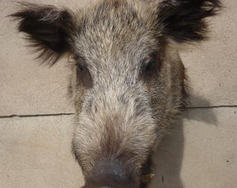 Wild boar head, boar's head, Sus scrofa, wild boar