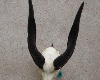 Bushbuck Antelope, Africa, Antelope, Bushbok, Antler