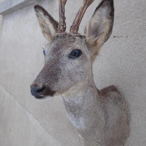 Testa di capriolo, capriolo, Rehbock, corna, tassidermia