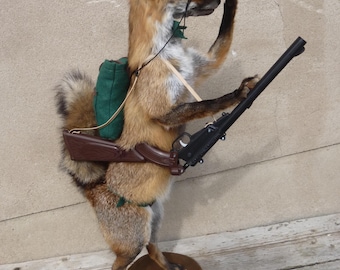 Fox as a hunter with binoculars, hunting red fox, Vulpes vulpes