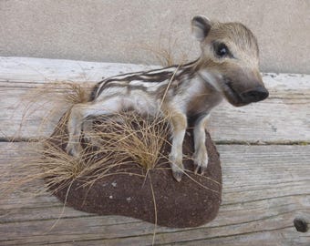 Wild boar piglet, wild boar, young wild boar