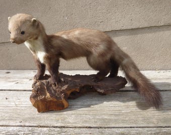 Steinmarder, Baummarder, Marder, Stone marten, pine marten, Automarder