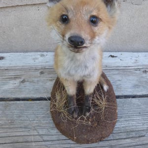 Young fox, red fox, fox, fox. Young Fox