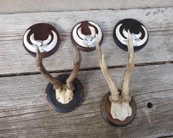 Roe deer, antlers, boar teeth, wild boar teeth, crafting, decoration, antlers, roe deer, wild boar