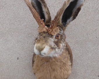 Wolpertinger / Jackelope / Elbtritsche / Hasenkopf / Rabbithead