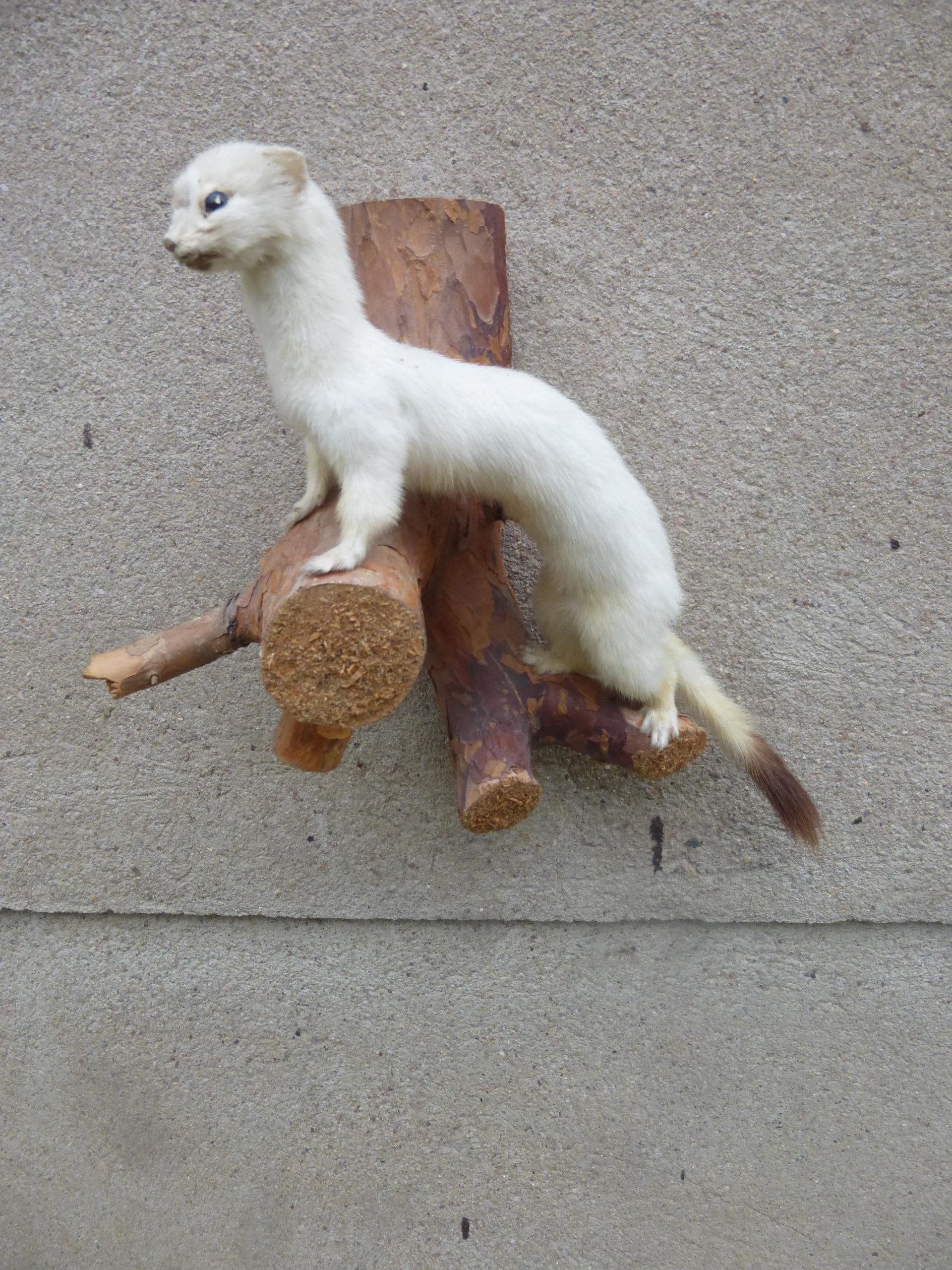 動物のはく製 - ビンテージ - Etsy 日本