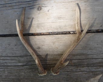 Deer antlers, red deer, sika deer, antlers