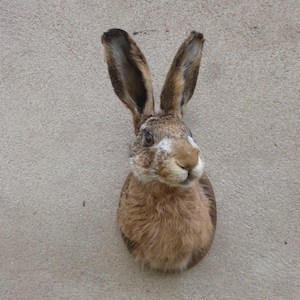 May include: A taxidermy mount of a brown hare head featuring long, upright ears with dark tips, a white patch on the nose, and textured fur in shades of tan, brown, and cream. The hare has dark eyes and is mounted on a circular wooden base.