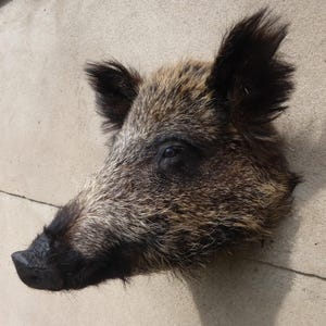 Wild boar head, boar's head, Sus scrofa, wild boar