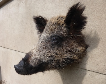 Wild boar head, boar's head, Sus scrofa, wild boar