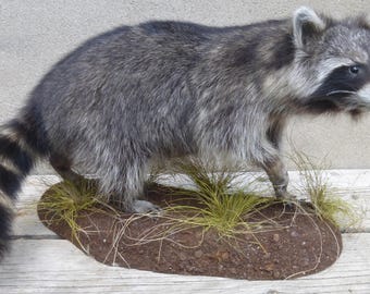 Raccoon (Procyon lotor)