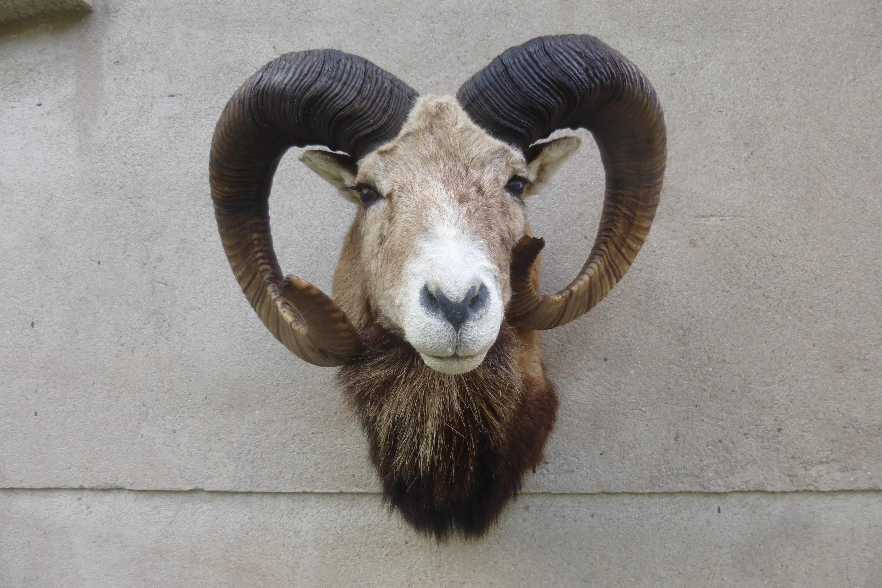 Mouflon - Etsy 日本