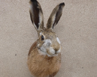 Hare's Head / Lepus europaeus / Taxidermy / Rabbithead / Bunny / Hare