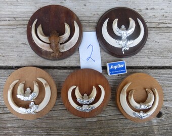 5 Sstz Keilerzähne, Wildschweinzähne, Basteln, Dekoration, Antlers, Wildboar, Sus scrofa