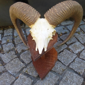 Peut inclure: Un crâne de bélier monté avec de grandes cornes incurvées. Le crâne est blanc cassé, monté sur une plaque de bois en deux parties. Les cornes sont de couleur brun clair. La pièce est exposée sur une surface pavée.