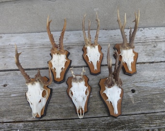 6 abnormal roe deer antlers.