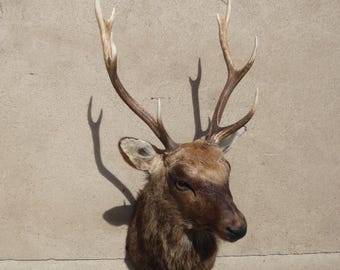Sika deer, 8-point antlers, Nippon Sika, Cervus nippon