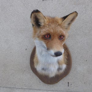 Fox Head / Red Fox / Taxidermy / Foxhead / Redfox / Vulpes vulpes