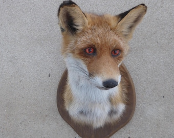 Fox Head / Red Fox / Taxidermy / Foxhead / Redfox / Vulpes vulpes