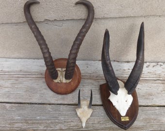 Bushbuck, springbok, ibex, 3 x antelope, Africa, antelope, antler