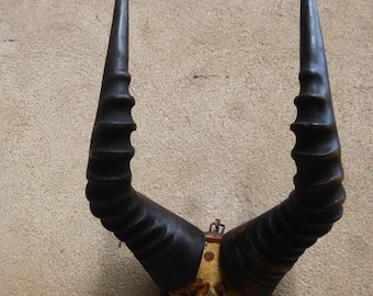 Hartebeest antelope, Africa, Antelope antler, antique,