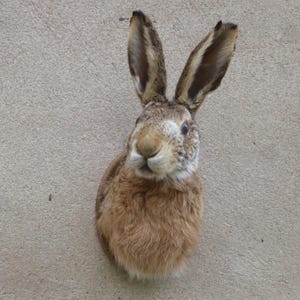 Könnte beinhalten: Ein präparierter Kopf und Brustbereich eines Feldhasen. Der Hase hat lange, aufrecht stehende Ohren mit dunklen Spitzen, ein hellbraunes und weißes Fell sowie dunkle Augen. Das Fell ist dicht und strukturiert mit natürlichen Farbnuancen in Braun.