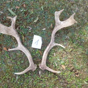 May include: A pair of light brown deer antlers with a branched, palmated structure. The antlers are positioned symmetrically with a small white rectangular paper tag featuring the handwritten number 1 placed between the two antler bases.