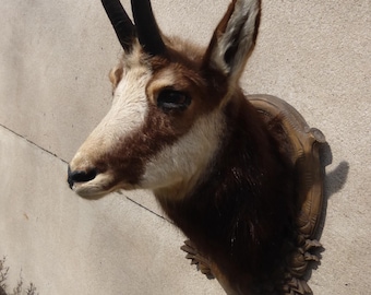 Chamois, chamois bearer, Rupicapra rupicapra, chamois