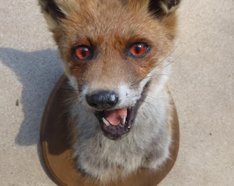 Fox Head / Red Fox / Taxidermy / Foxhead / Redfox / Vulpes vulpes