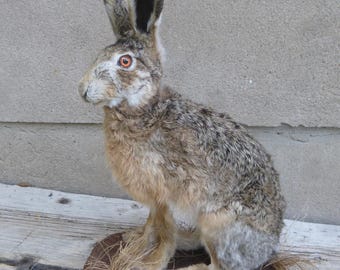 Hare, Rabbit, Bunny