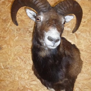 Muflón europeo, Ovis aries musimon, Aries, signo del zodíaco, oveja