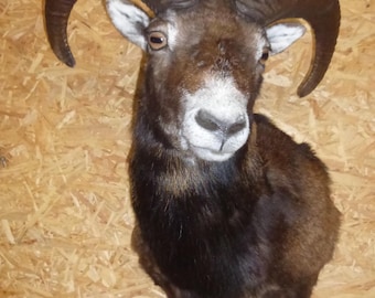 europäischer Mufflon, Ovis aries musimon, Widder, Sternzeichen, Widschaf, Sheep