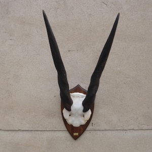 Eland, Eland, Taurotragus oryx, Africa, Namibia