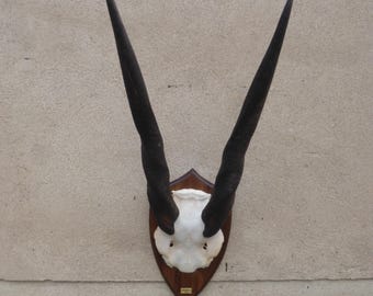 Eland, Eland, Taurotragus oryx, Africa, Namibia