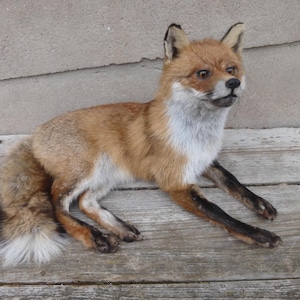 liegender, Altfuchs im Winterfell / Vulpes Vulpes / lying red fox / Winterskin