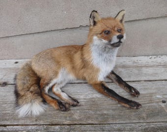 Lying red fox in winter coat / Vulpes vulpes / lying red fox / winterskin