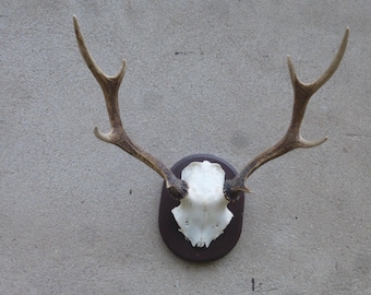 Sika deer, deer antlers, Cervus nippon
