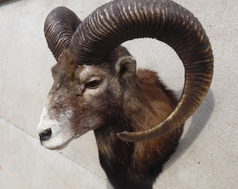 European mouflon, Ovis aries musimon, Aries, zodiac sign, sheep