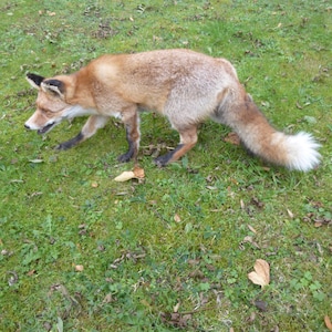 Könnte beinhalten: Ein präparierter Rotfuchs in Seitenansicht. Der Fuchs hat ein dichtes rotbraunes Fell, schwarz gespitzte Ohren, schwarze Unterbeine und einen langen, buschigen Schwanz mit einer markanten weißen Spitze. Das Tier ist in einer natürlichen Pose.