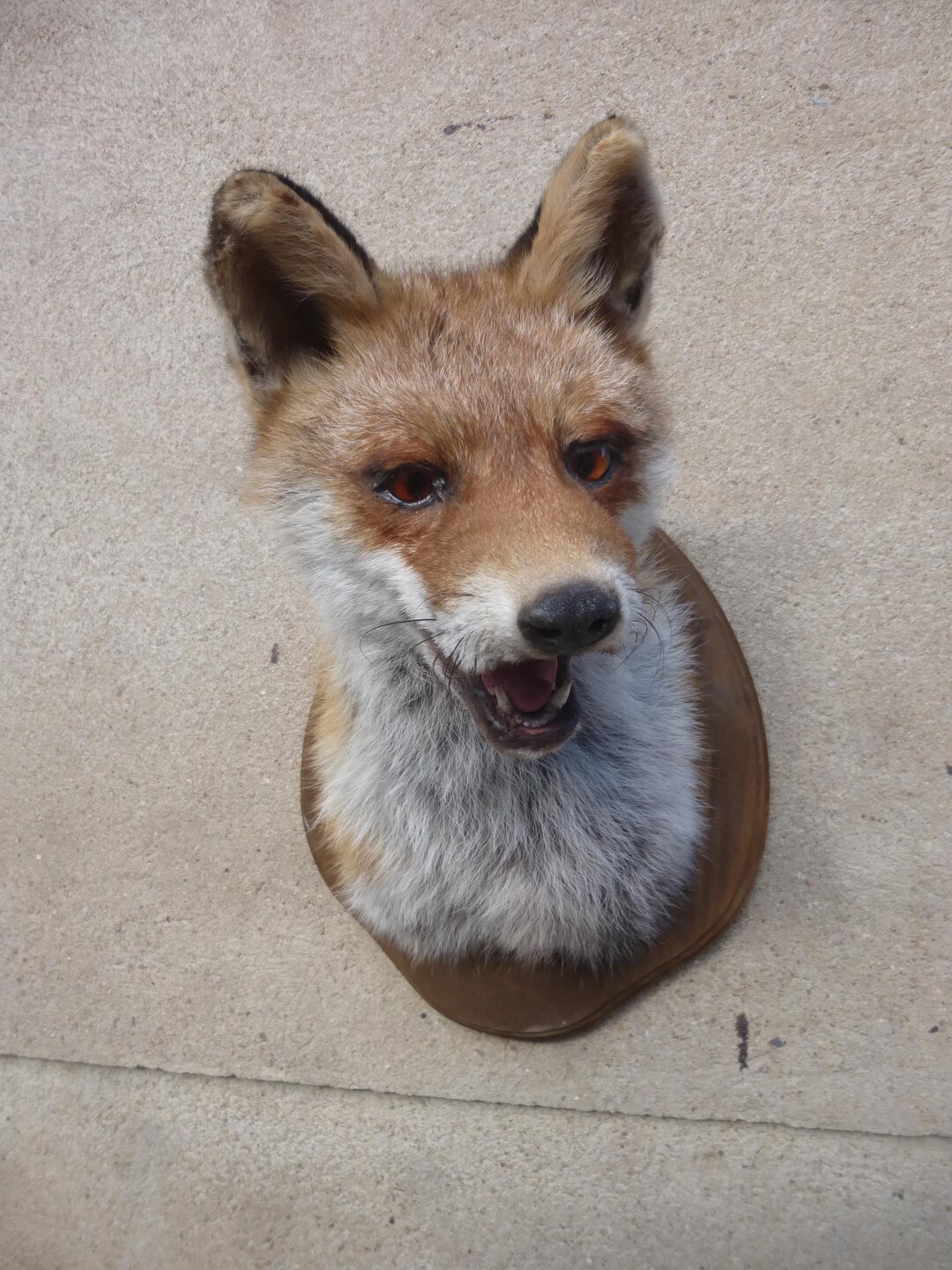 Fox Head / Red Fox / Taxidermy / Foxhead / Redfox - Etsy