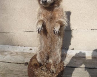 raccoon, adult raccoon
