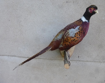 Pheasant, hunting pheasant, pheasant cock, pheasant