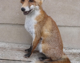 Red fox sitting in its winter coat, Vulpes vulpes, Redfox with winterskin